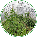 自產(chǎn)自銷(xiāo)，物美價(jià)廉