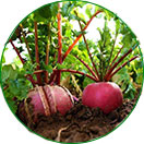 三無(wú)產(chǎn)品，綠色健康